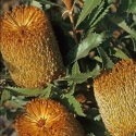 Picture of Banksia Ornata Brown