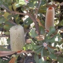 Picture of Banksia Ornata Grey