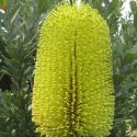 Picture of Banksia Praemorsa Yellow