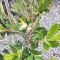 Picture of Banksia Praemorsa