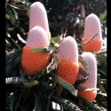 Picture of Banksia Prionotes