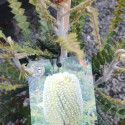 Picture of Banksia Speciosa