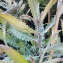 Picture of Banksia menziesii