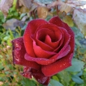 Picture of Barkarole-Rose