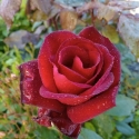 Picture of Barkarole-Rose