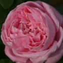 Picture of Baroness Rothschild-Rose