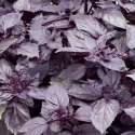 Picture of Basil Dark Opal