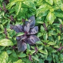 Picture of Basil Gourmet Blend
