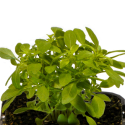Picture of Basil Greek Mini
