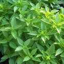 Picture of Basil Spicy Globe