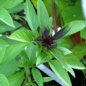 Picture of Basil Thai