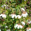 Picture of Bauera Alba