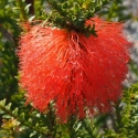 Picture of Beaufortia Sparsa