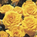 Picture of Beehive Gold-Rose