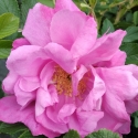 Picture of Belle Poitevine-Rose