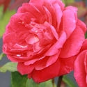 Picture of Benjamin Britten-Rose