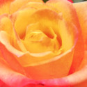Picture of Benson and Hedges Gold-Rose