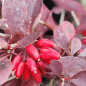 Picture of Berberis Atrpopurpurea