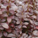 Picture of Berberis Helmond Pillar