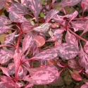 Picture of Berberis Rosy Glow