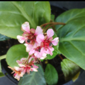 Picture of Bergenia Pink Snow Cloud