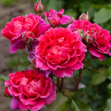 Picture of Berry Nice Cascading Pillar-Rose