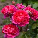 Picture of Berry Nice Std 45cm-Rose