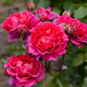 Picture of Berry Nice Std 80cm-Rose