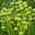 Picture of Berzelia lanuginosa 