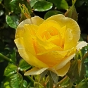 Picture of Best Wishes-Rose