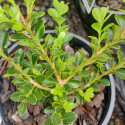 Picture of Better Buxus Renaissance