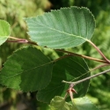 Picture of Betula Jacquemontii