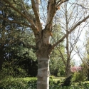 Picture of Betula Jermyns