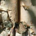 Picture of Betula Papyrifera