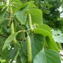 Picture of Betula Platyphylla Japonica