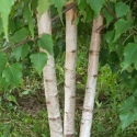 Picture of Betula White Spire