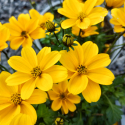 Picture of Bidens Golden Empire