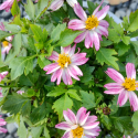 Picture of Bidens Pretty In Pink