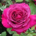 Picture of Big Purple-Rose
