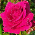 Picture of Big Purple-Rose