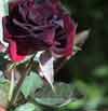 Picture of Black Jade Std 45cm-Rose