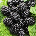 Picture of Blackberry Black Satin