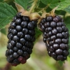 Picture of Blackberry Karaka Black