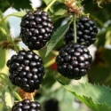 Picture of Blackberry Navaho