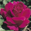 Picture of Blackberry Nip Clg-Rose