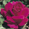 Picture of Blackberry Nip Std 80cm Single Bud-Rose