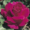 Picture of Blackberry Nip Std 80cm-Rose
