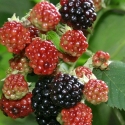 Picture of Blackberry Thornless