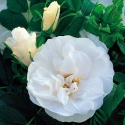Picture of Blanc Double de Coubert-Rose