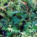 Picture of Blechnum Novae Zealandiae